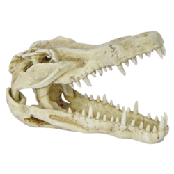 HUGO CROCODILE SKULL 23X11X15